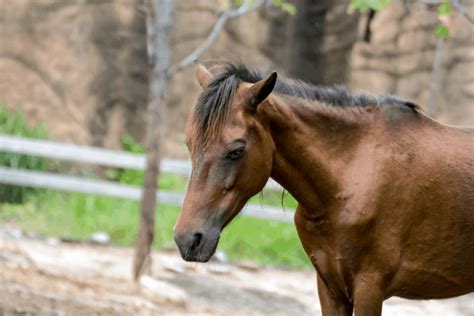 lyme disease in horses symptoms