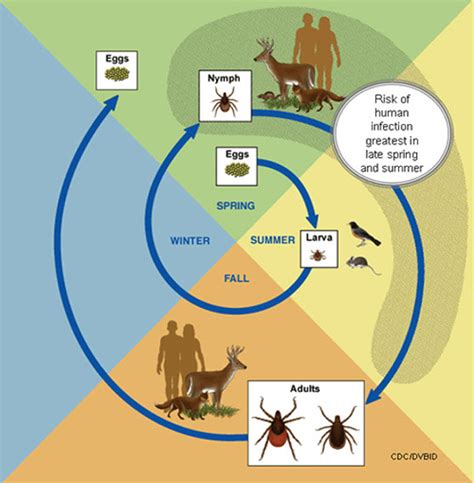 lyme disease route of infection