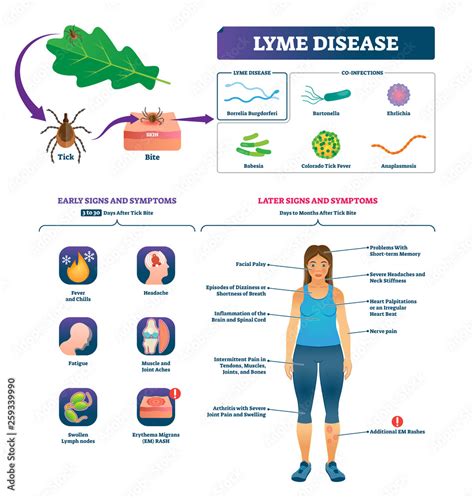 Lyme Disease Vector