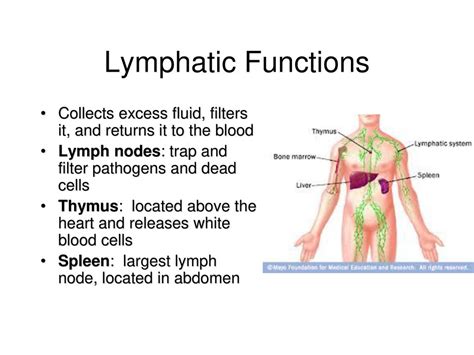 Lymph Filter Blood