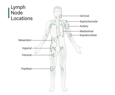 Understanding Lymph Node Locations: A Comprehensive Guide