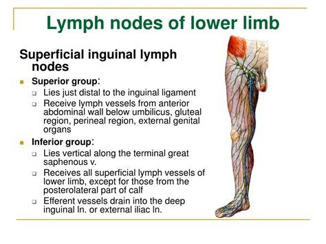 lymph nodes inguinal area