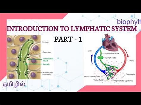 lymphatic system meaning in tamil and function