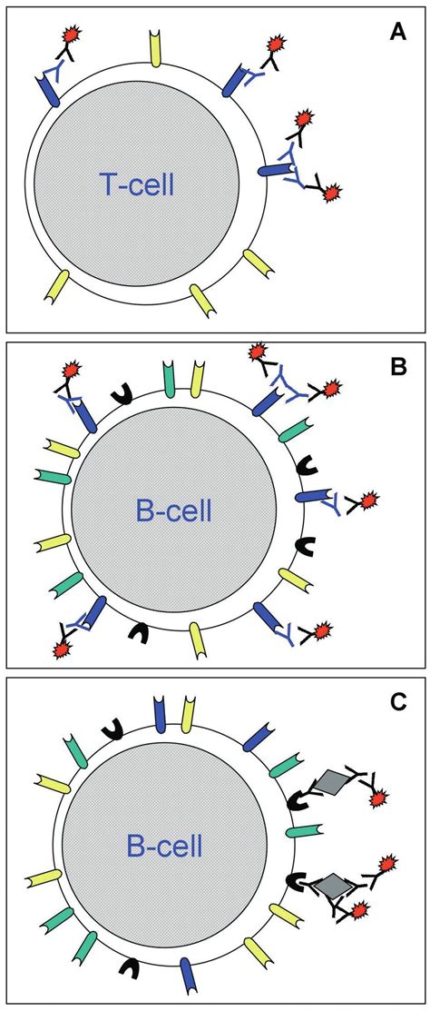 lymphocyte cross matching by flow cytometry