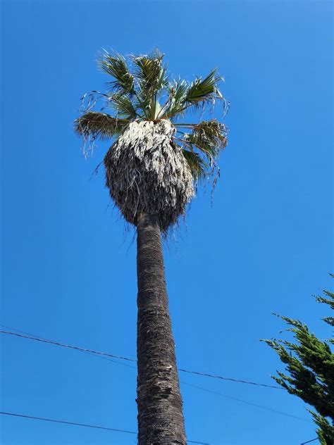 Lynwood Ca Tree Services