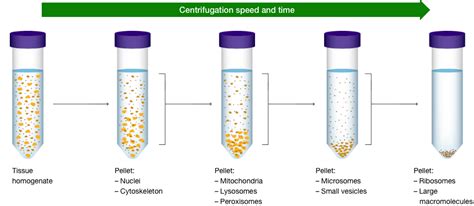 Lysis Buffer In Western Blotting