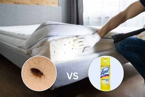 Lysol Spray Vs Bed Bugs