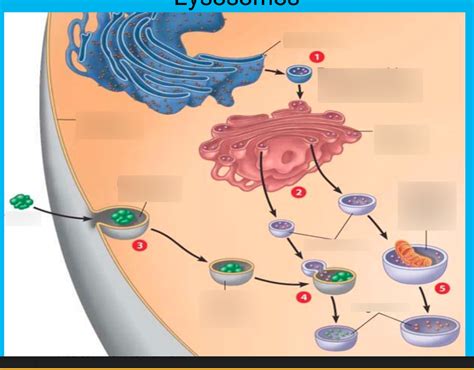 Lysosomes Quizlet
