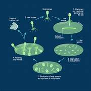 lytic cycle of bacteriophage