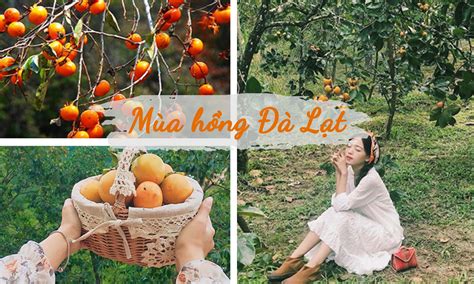 mùa hồng ở đà lạt