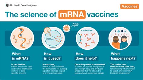 mRNA Vaccines: How They Work & Protect You.