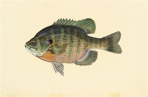 Different fish species present in Massachusetts waters