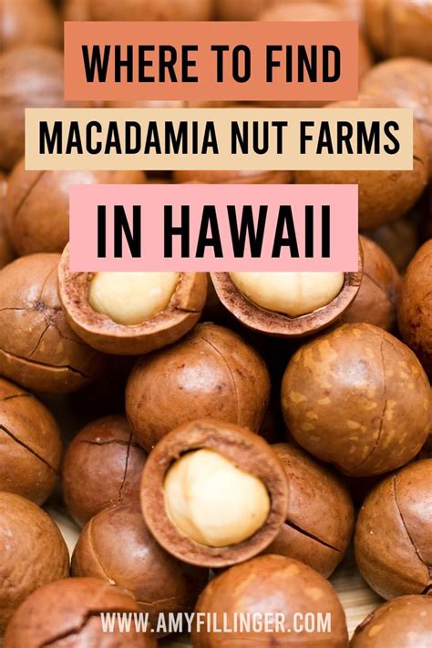 Macadamia Nuts For Hawaii