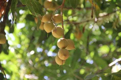 Macadamia Nuts Native To Hawaii