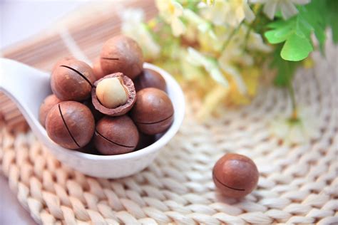 Macadamia Nuts Nz