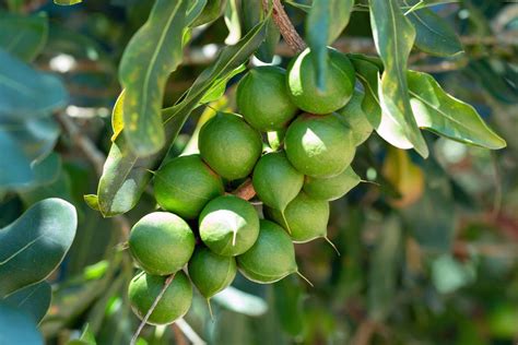 Macadamia Nuts On Tree