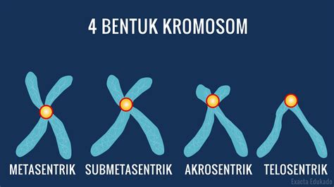 Macam-Macam Kromosom Berdasarkan Letak Sentromernya