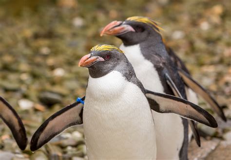 macaroni penguin facts for kids habitat
