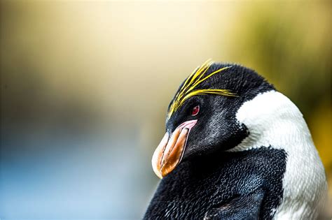 macaroni penguin facts national geographic