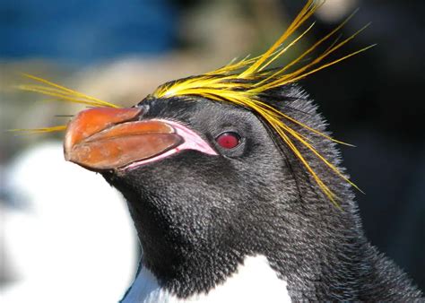 macaroni penguin fun facts for kids