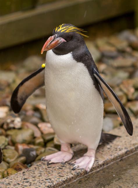 macaroni penguin scientific name