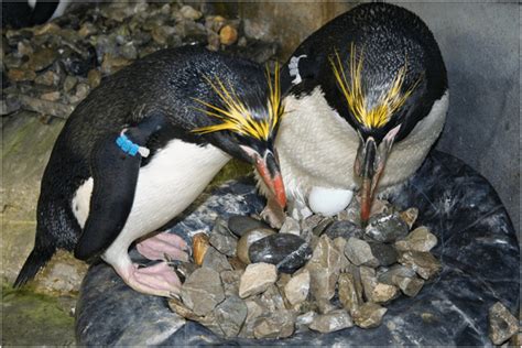 macaroni penguins diet