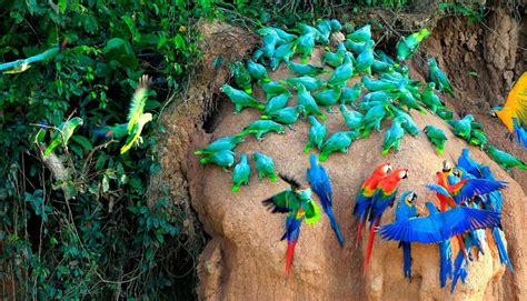 Macaw Clay Lick in Peru