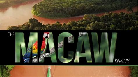 macaw kingdom