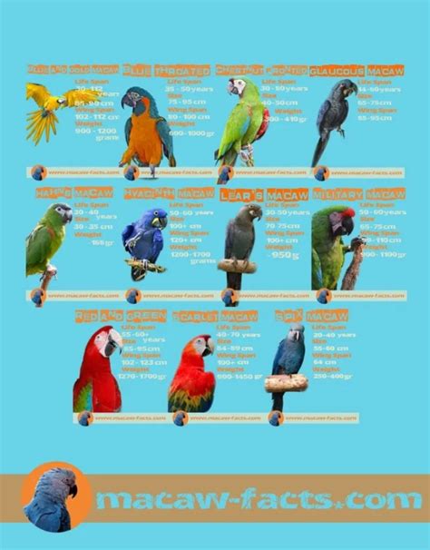 macaw parrot facts for kids