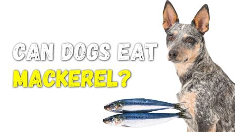Mackerel Dogs
