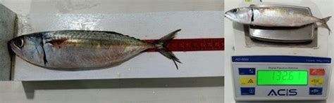 Mackerel Fish Average Size