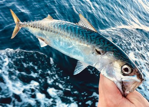Mackerel Fish Lifespan