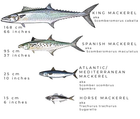 Mackerel Low Mercury