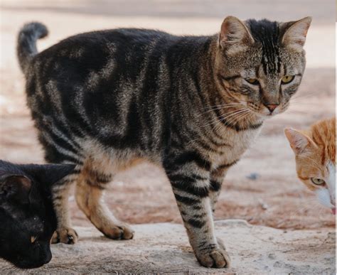 Mackerel Tabby Coats