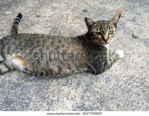 Mackerel Tabby Siamese