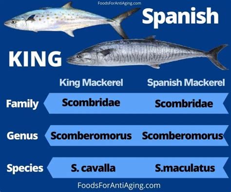 Mackerel Vs King Mackerel