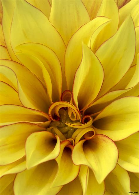 Macro Flower Photography: Capturing The Beauty Of Nature Up Close