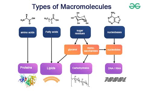 Macro Molecues Printable Test