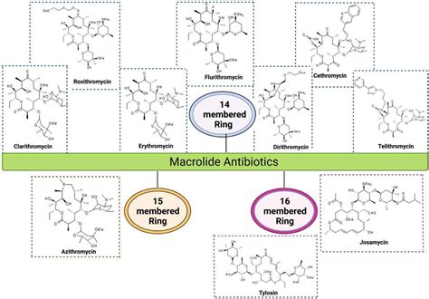 Macrolide