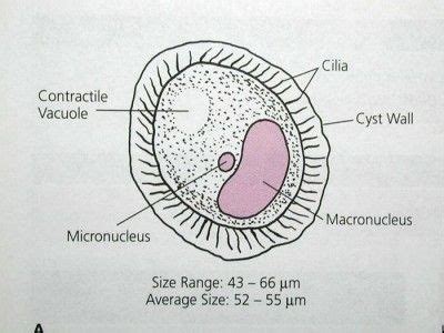 macronucleus and micronucleus