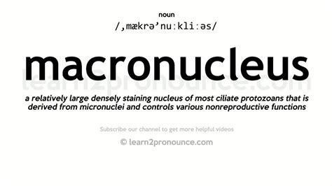 macronucleus definition