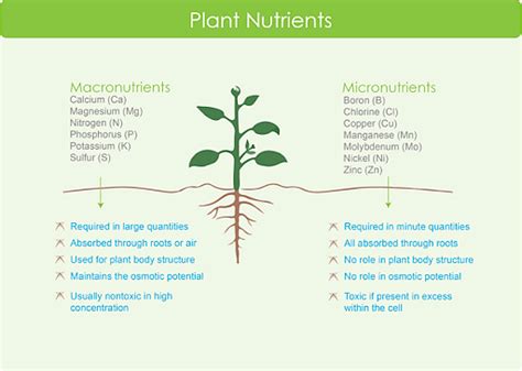 macronutrients definition in plants