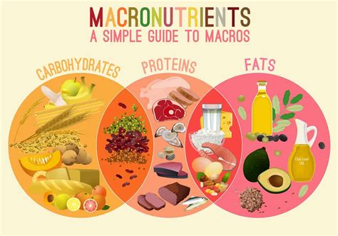 macronutrients include which of the following
