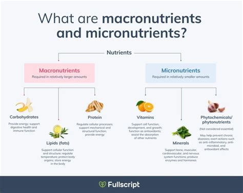 macronutrients vs micronutrients