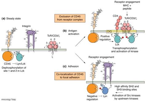 macrophages are cd45 positive