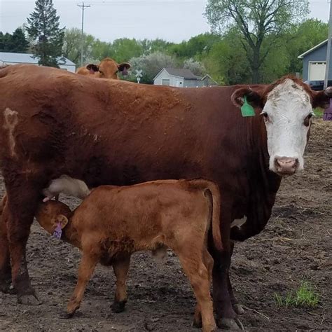 madison livestock madison sd