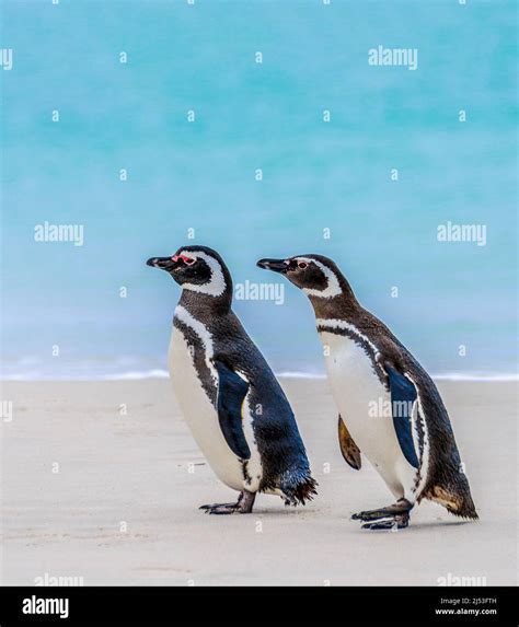 magellanic penguin couple