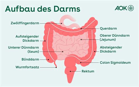 magen darm wie lange