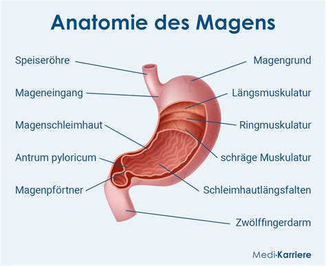 Magenspiegelung Vorbereitung, Ablauf, Dauer und Risiken