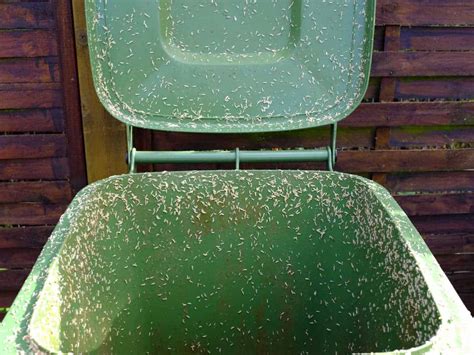 maggots in trash can